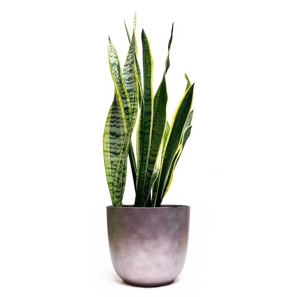 The Snake Plant Laurentii in an 8-inch pot, renowned for its air-purifying attributes, displays long, upright green leaves with yellow edges. It elegantly grows in a smooth, light gray pot, set against a plain white background, making it an ideal indoor plant.