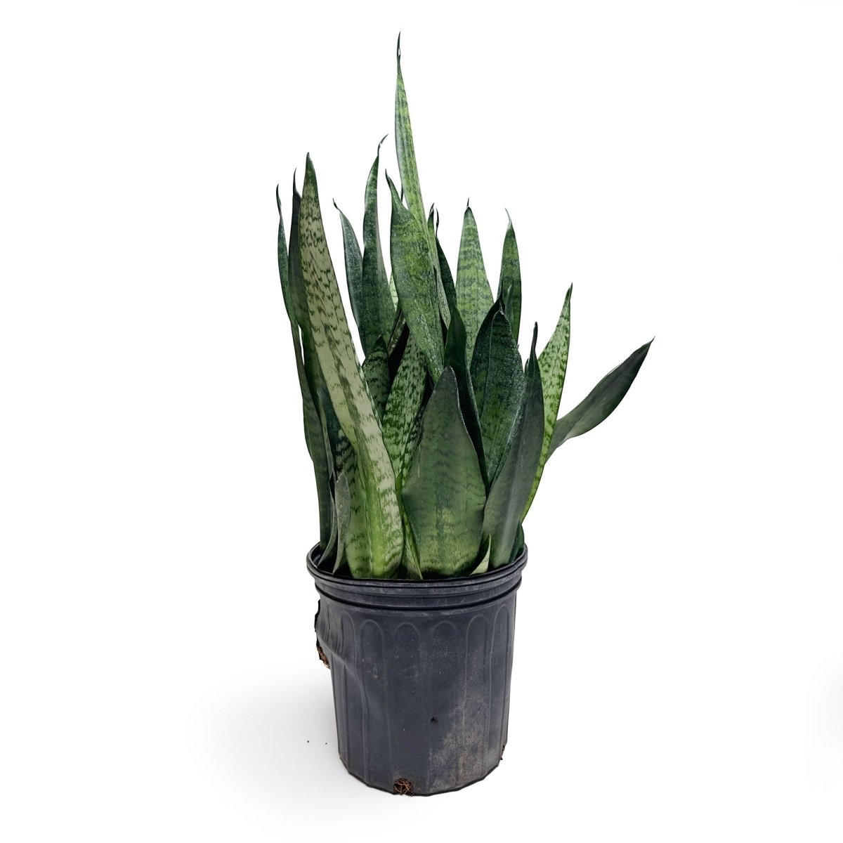 Snake Plant Zeylanica 8 Inch Pot - Chive Plant Studio - Plants - Chive Studio 2024