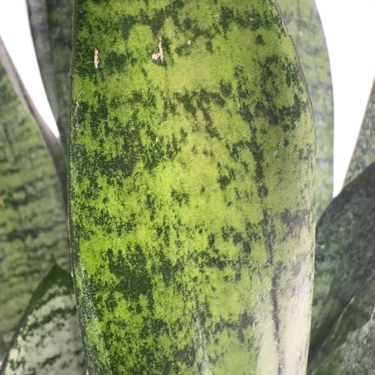 Close-up of a leaf from the Snake Plant Zeylanica in an 8-inch pot, showcasing its vibrant green with dark green and black mottled patterns. The texture appears slightly rough, and the edges are smooth and pointed, making it an excellent choice for any indoor garden due to its impressive air-purifying skills. Similar leaves are visible in the background.