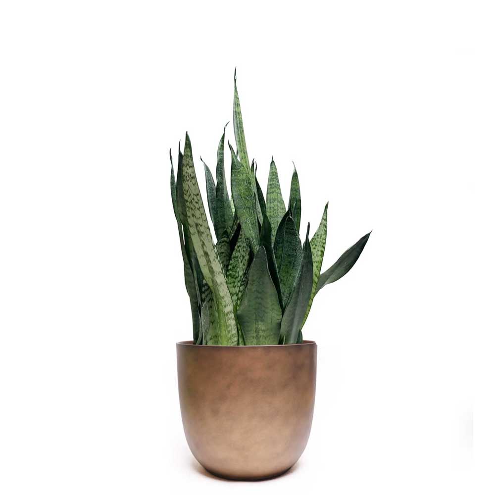 The Snake Plant Zeylanica in an 8-inch pot features tall, pointed green leaves adorned with dark horizontal bands. It effectively purifies the air and is presented in a sleek, metallic bronze pot against a plain white backdrop.