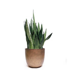 The Snake Plant Zeylanica in an 8-inch pot features tall, pointed green leaves adorned with dark horizontal bands. It effectively purifies the air and is presented in a sleek, metallic bronze pot against a plain white backdrop.