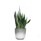 A Snake Plant Zeylanica in an 8-inch pot flaunts its tall, pointed green leaves in a sleek, silver-colored container against a plain white background. The leaves display dark green stripes that create a striking pattern, highlighting its air-purifying abilities and making it an ideal addition to any indoor garden.