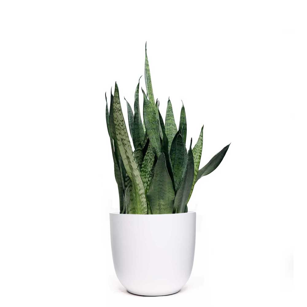 A vibrant green Sansevieria, known as the Snake Plant Zeylanica, comes with tall, upright leaves adorned with dark green horizontal stripes. It is beautifully planted in a simple white 8-inch pot. Set against a white background, the striking greens of this air-purifying plant stand out vividly. Ideal for enhancing any indoor garden.