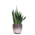 A tall, green Snake Plant Zeylanica with long, pointed leaves is potted in a simple, modern, light gray ceramic pot against a white background. This striking plant is perfect for an indoor garden and boasts impressive air-purifying skills.