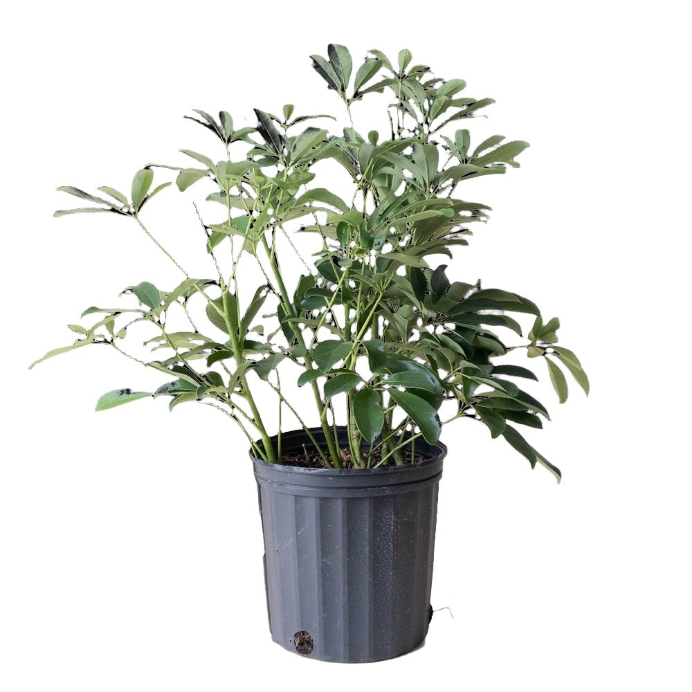 Schefflera Arboricola Bush 8 Inch Pot - Chive Plant Studio - Plants - Chive Studio 2024