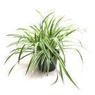 Spider Plant Ocean 8 Inch Pot - Chive Plant Studio - Plants - Chive Studio 2024