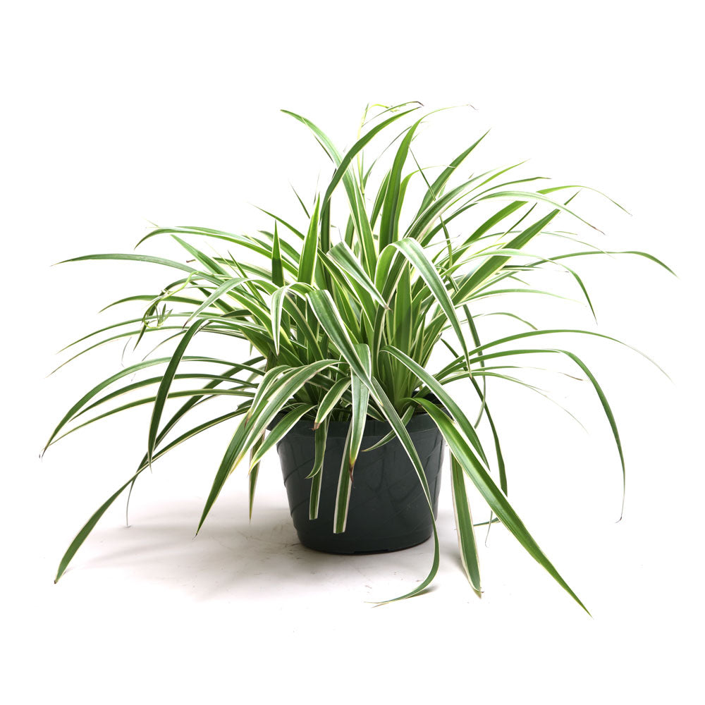 Spider Plant Ocean 8 Inch Pot - Chive Plant Studio - Plants - Chive Studio 2024