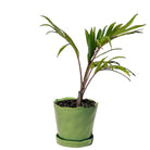 Spindle Palm 8 Inch Pot - Chive Plant Studio - Plants - Chive Studio 2024