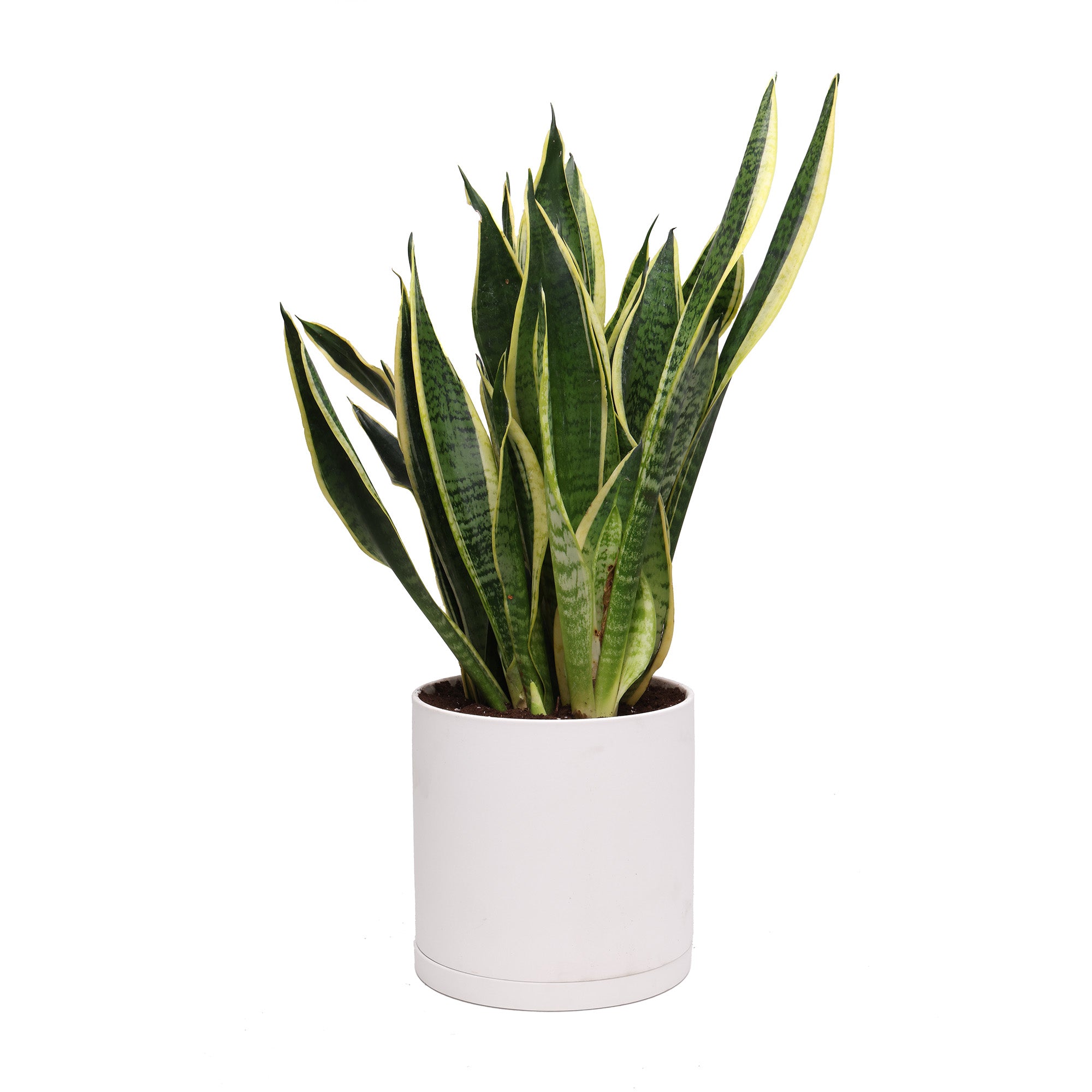 A Chive Studio Potted Snake Plant Superba in 8” Dojo against a white background.