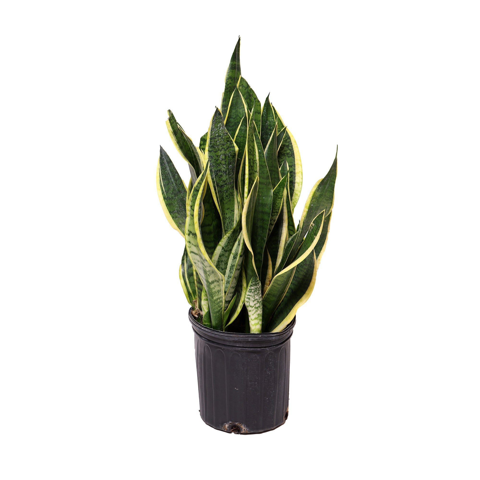A potted Snake Plant Superba 8 Inches, by Chive Studio, with tall, upright leaves featuring yellow borders and green centers, isolated on a white background.