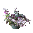 Tradescantia Nanouk 8 Inch Pot - Chive Plant Studio - Plants - Chive Studio 2024