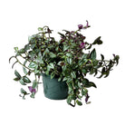 Tradescantia Zebrina 8 Inch Pot - Chive Plant Studio - Plants - Chive Studio 2024