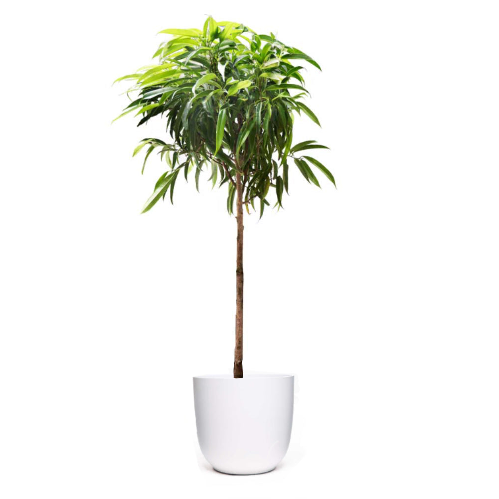 A tall Ficus Alii with a slender trunk and lush green foliage, from Chive Plant Studio, is placed in a simple, sleek 12-inch white pot. Situated in a living room near a north-facing window, the plain white background emphasizes the vibrant, healthy leaves.