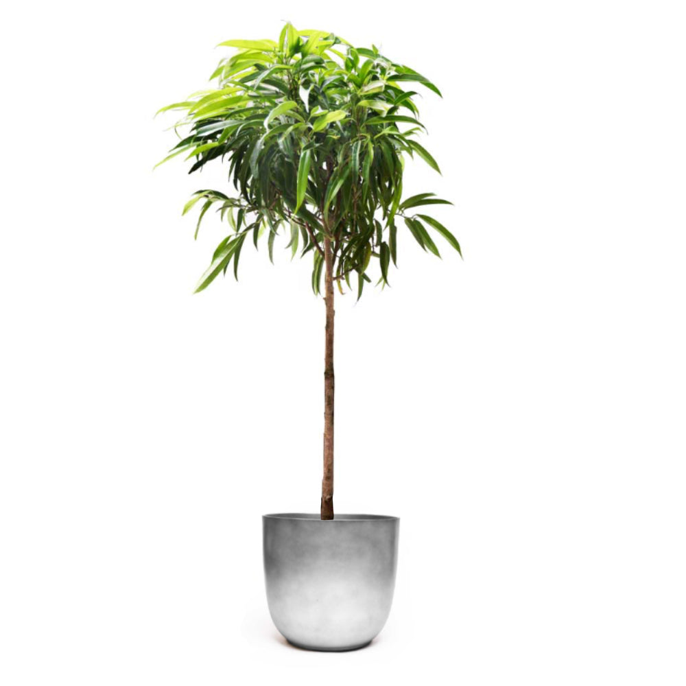 The Ficus Alii from Chive Plant Studio features a slender trunk with a fluffy cluster of elongated green leaves at the top, resembling a rubber tree. The plant is presented in a plain, light grey 12-inch pot against a white background.