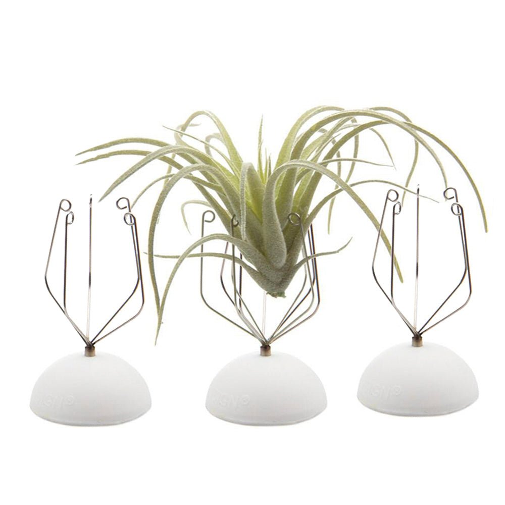 Air Plant Holder Wall Glass - Chive Plant Studio - Tools & Accessories - Chive Studio 2024