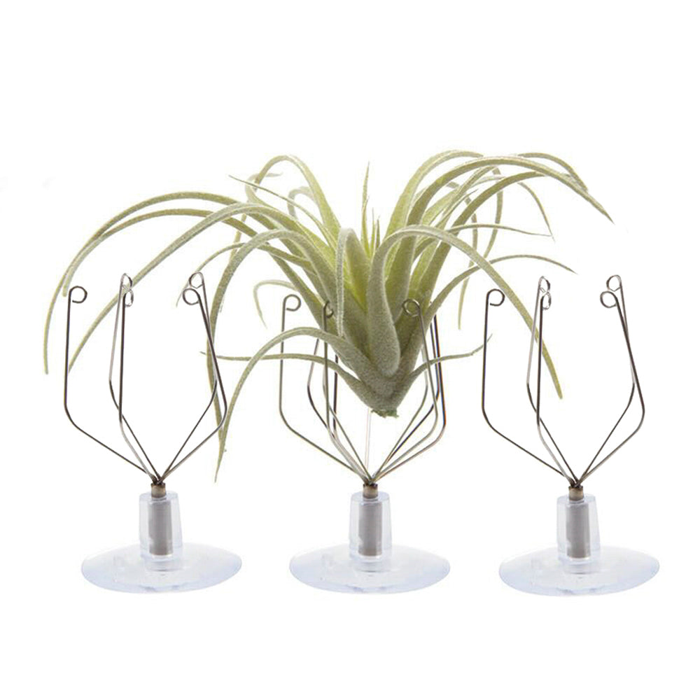 Air Plant Holder Wall Glass - Chive Plant Studio - Tools & Accessories - Chive Studio 2024