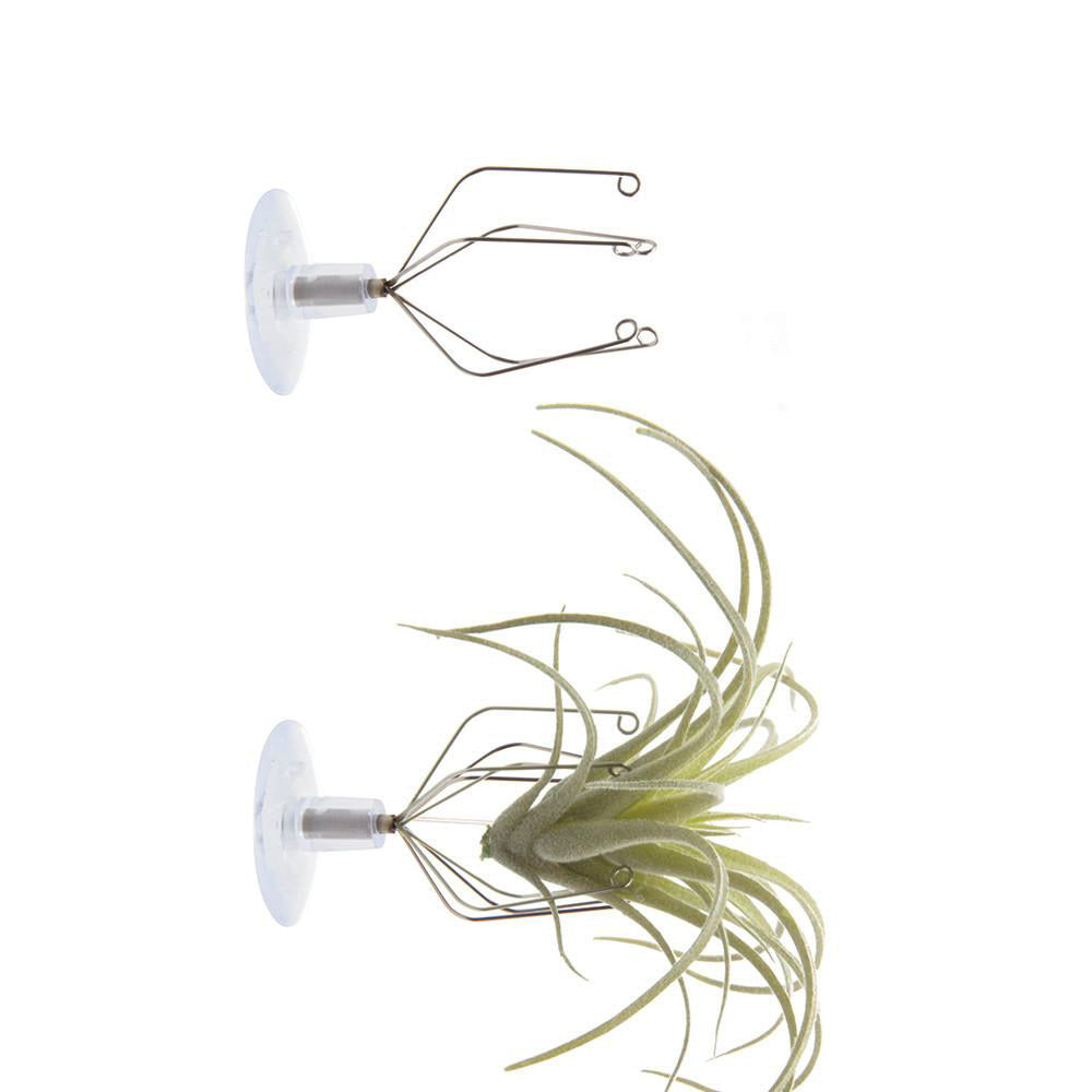 Air Plant Holder Wall Glass - Chive Plant Studio - Tools & Accessories - Chive Studio 2024