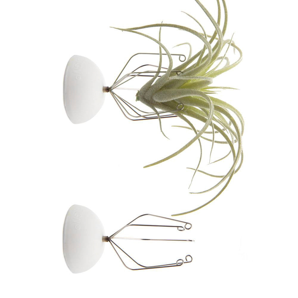 Air Plant Holder Wall Glass - Chive Plant Studio - Tools & Accessories - Chive Studio 2024