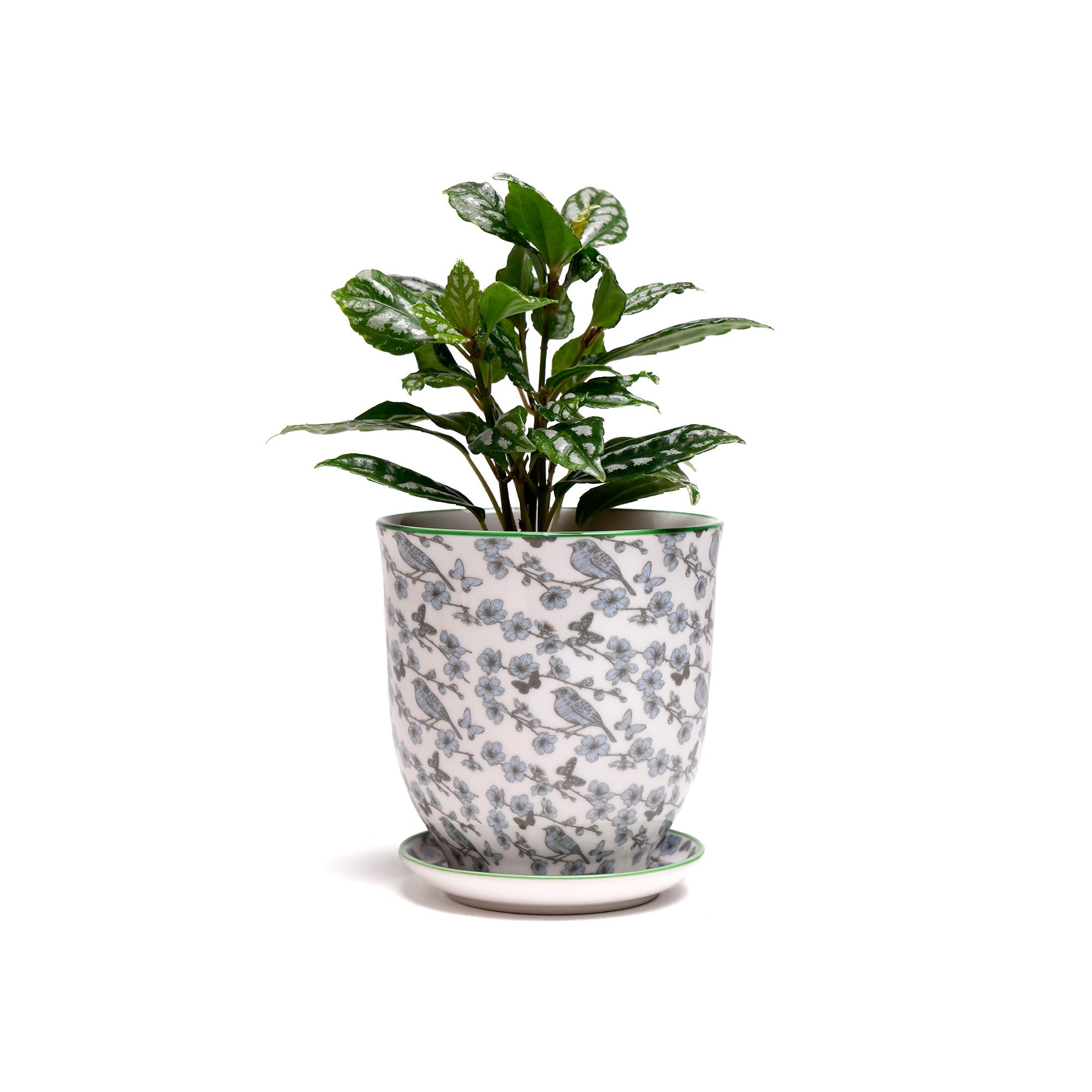 Best Planters for Indoor Plants: Because Your Leafy Friends Deserve Better Than a Coffee Can | Chive.com