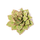 Ceramic Flower Wall Art Green Medium Succulent - Chive Plant Studio - Ceramic Flowers - Chive