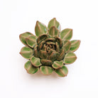 Ceramic Flower Wall Art Green Small Succulent - Chive Plant Studio - Ceramic Flowers - Chive