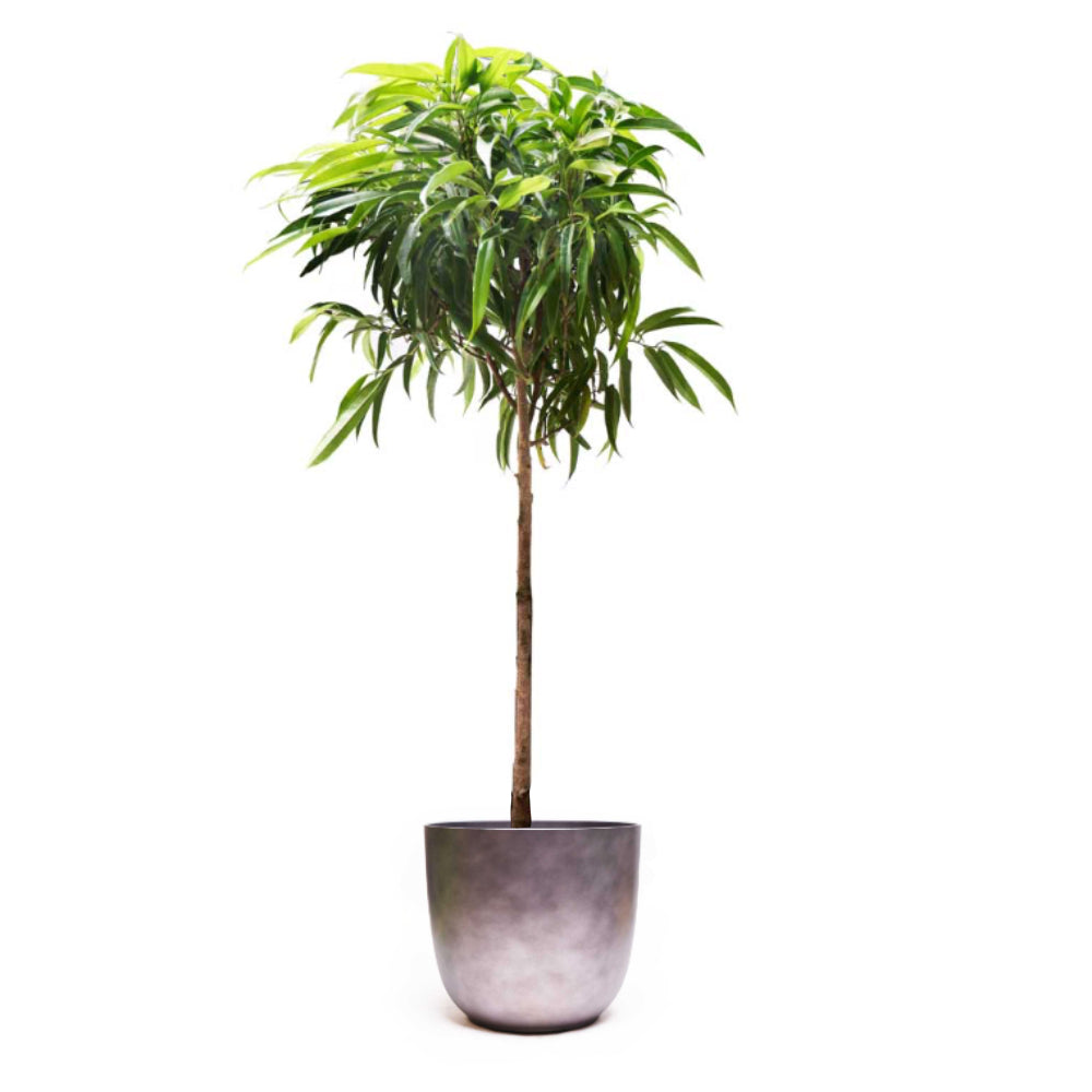 A tall Ficus Alii with a single slender trunk and lush green foliage is set against a plain white background. Resembling a small tree, the plant's leaves are elongated and narrow, housed in a simple gray 12-inch pot from Chive Plant Studio—perfect as an extra-large statement piece for your living room.