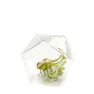 A small air plant enclosed within a Chive Studio 2024 Crystal Glass Modern Clear Flower Vase, isolated on a white background.