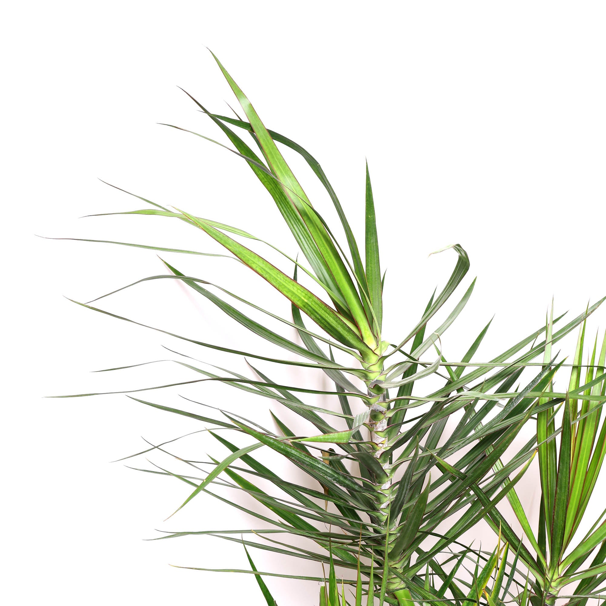 A close-up of a Dracaena Marginata Staggered positioned perfectly near a south-facing window in the living room, the pointed leaves create a dynamic and natural appearance.