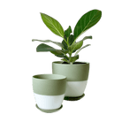 Dyad Porcelain Modern Indoor Plant Pot With Saucer | 3 & 5 inches - Chive Ceramics Studio - Pots - Chive Ceramics Studio