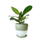 Dyad Porcelain Modern Indoor Plant Pot With Saucer | 3 & 5 inches - Chive Ceramics Studio - Pots - Chive Ceramics Studio