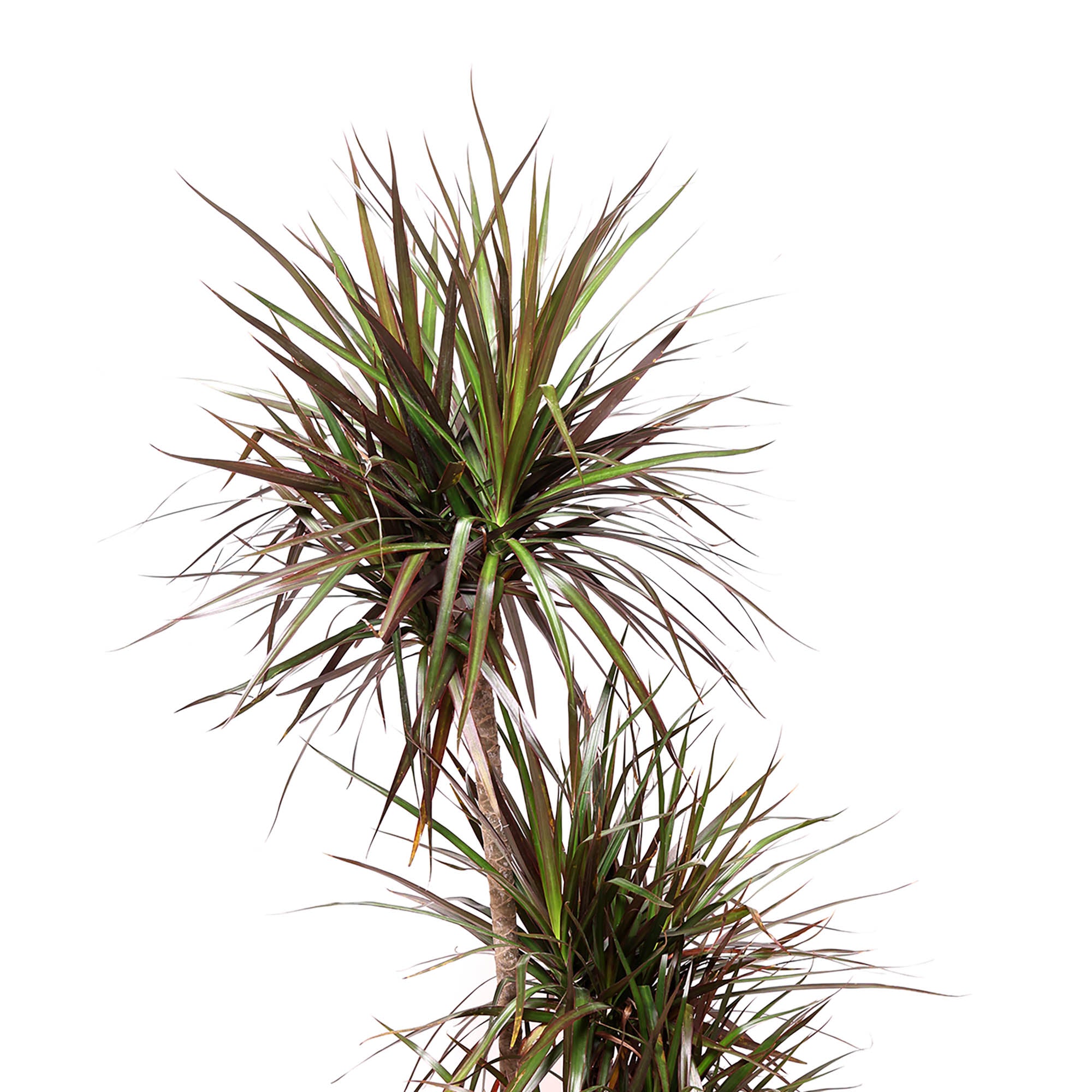 The Dracaena Magenta Cane 10 Inches Pot by Chive Studio perfect for adding a touch of nature to an extra-large living room.