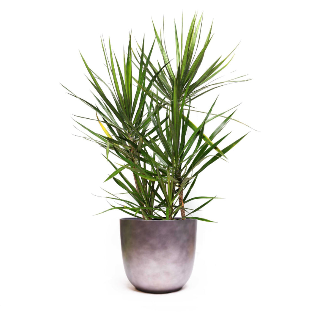 A tall Dracaena Marginata Cutback Staggered 10 Inch Potted indoor houseplant. This extra-large plant has multiple stems and stands isolated against a white background.