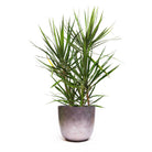 A tall Dracaena Marginata Cutback Staggered 10 Inch Potted indoor houseplant. This extra-large plant has multiple stems and stands isolated against a white background.