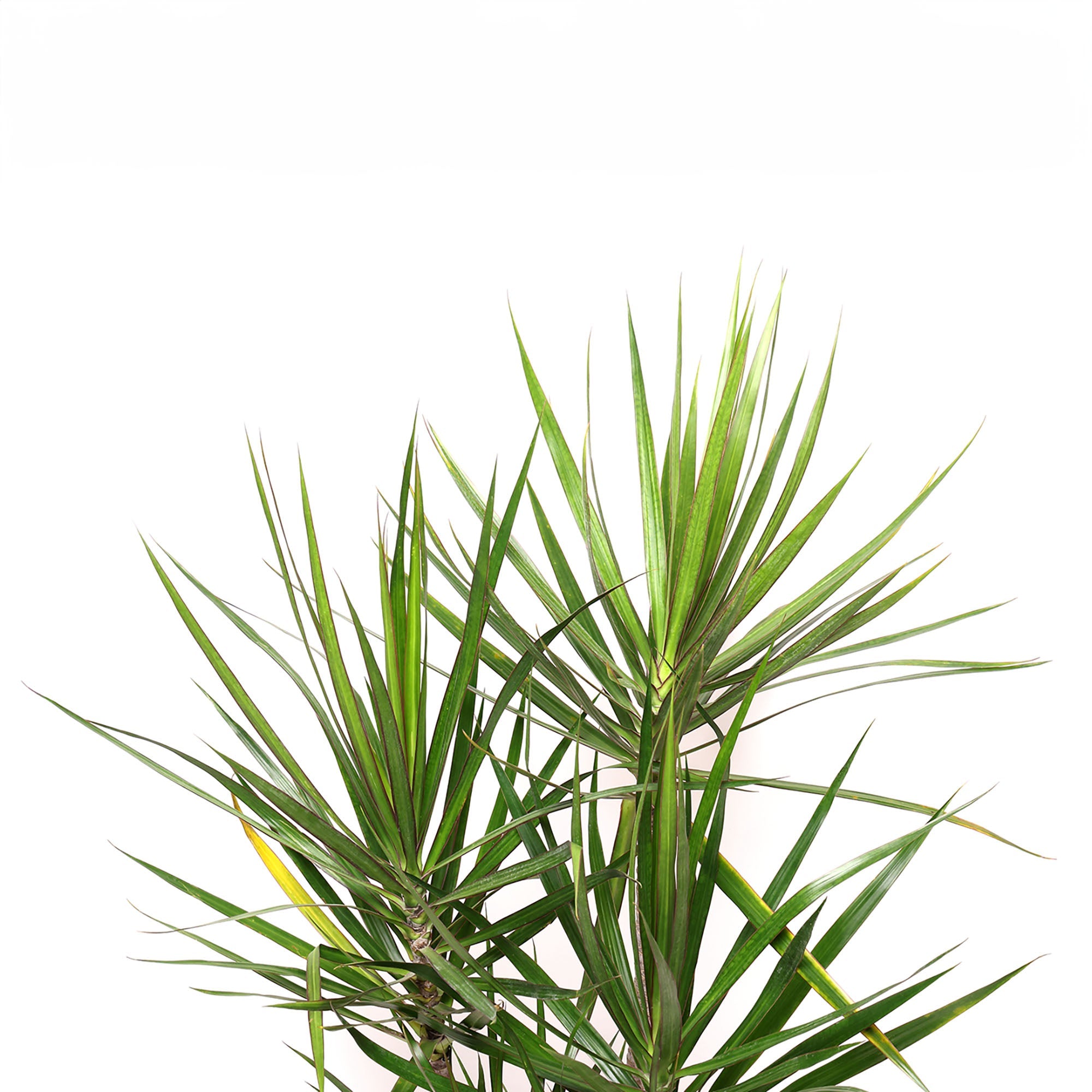 A close-up of a Dracaena Marginata Cutback Staggered. The leaves in varying shades of green appearing healthy and vibrant, making it an ideal addition to any living room.