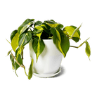 Dyad Porcelain Modern Indoor Plant Pot With Saucer | 3 & 5 inches - Chive Ceramics Studio - Pots - Chive Ceramics Studio