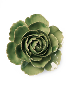 Jade Green English Rose - Chive Ceramics Studio - Ceramic Flowers - Chive Ceramics Studio