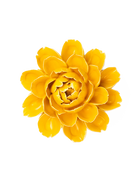 France Ceramic Flower Wall Art Yellow Cabbage Flower - Chive Ceramics Studio - Ceramic Flowers - Chive Ceramics Studio