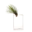 Cube Glass Modern Clear Flower Vase - Chive Plant Studio - Vases - Chive Studio 2024