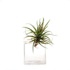 Cube Glass Modern Clear Flower Vase - Chive Plant Studio - Vases - Chive Studio 2024