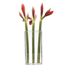 Wall Brick Glass Modern Clear Flower Vase - Chive Plant Studio - Vases - Chive Studio 2024