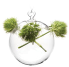 Hanging Sphere Glass Modern Clear Flower Vase - Chive Plant Studio - Vases - Chive Studio 2024