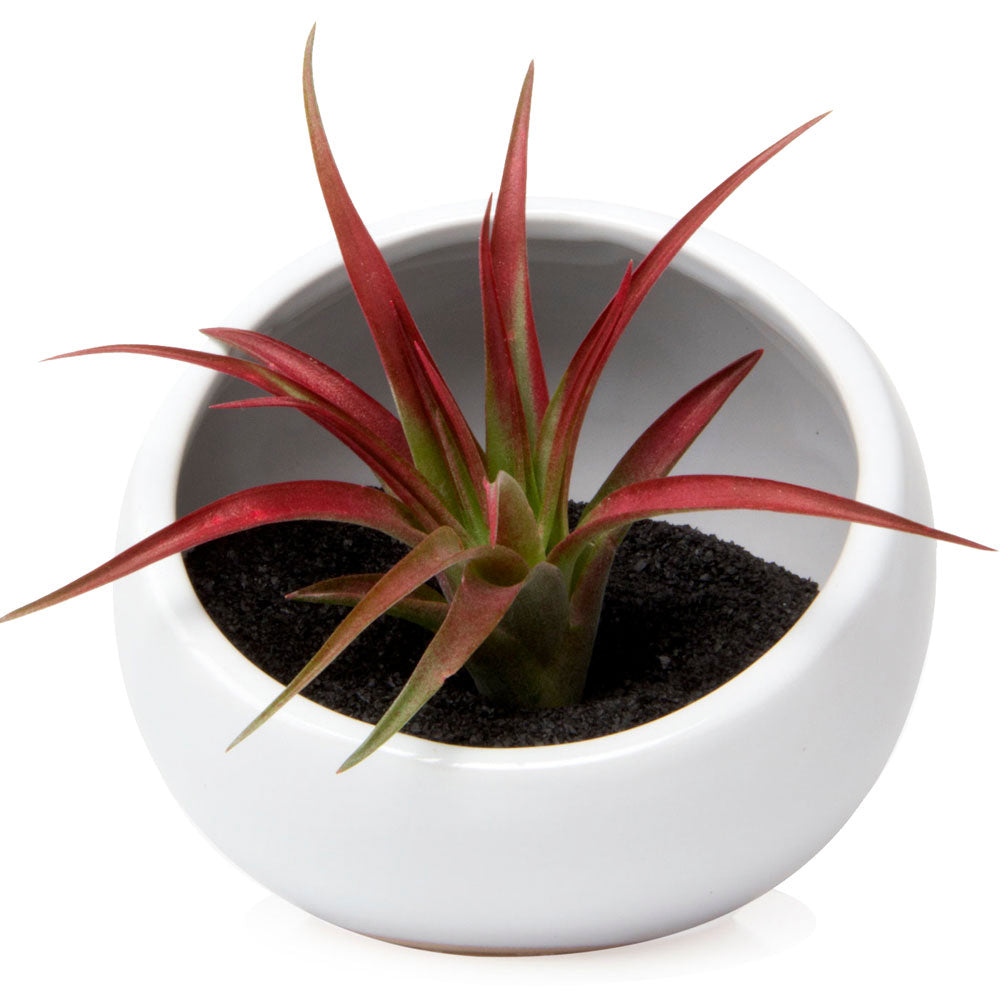 A vibrant red and green plant housed in a white Chive Studio 2024 Half Moon Ceramic Terrarium Bowl, set against a plain white background.