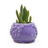 Hedgehog Ceramic Indoor Plant Pot For Succulents