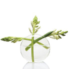 Trifod Glass Modern Clear Flower Vase - Chive Plant Studio - Vases - Chive Studio 2024