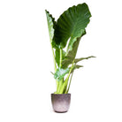 A potted Alocasia Calidora from Chive Plant Studio with large green leaves stands against a plain white background. The broad leaves have a slightly glossy texture, and the simple pot has a muted gray finish. Ideal for a north, east, or south-facing window, it adds vibrant greenery to any room.