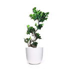 The Ficus Microcarpa 10 Inch Pot, featuring a bonsai tree with lush green leaves and a beautifully twisted trunk, is planted in a sleek white pot. This stunning indoor plant decor piece stands out against the plain white background, accentuating its intricate form and vibrant, air-purifying foliage.