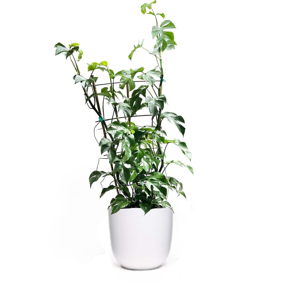 A vibrant Mini Monstera from Chive Studio showcased in a 10-inch pot against a white backdrop. The plant boasts several tall, climbing stems and glossy leaves, indicating meticulous care and making it an ideal addition to any living room for a refreshing touch.