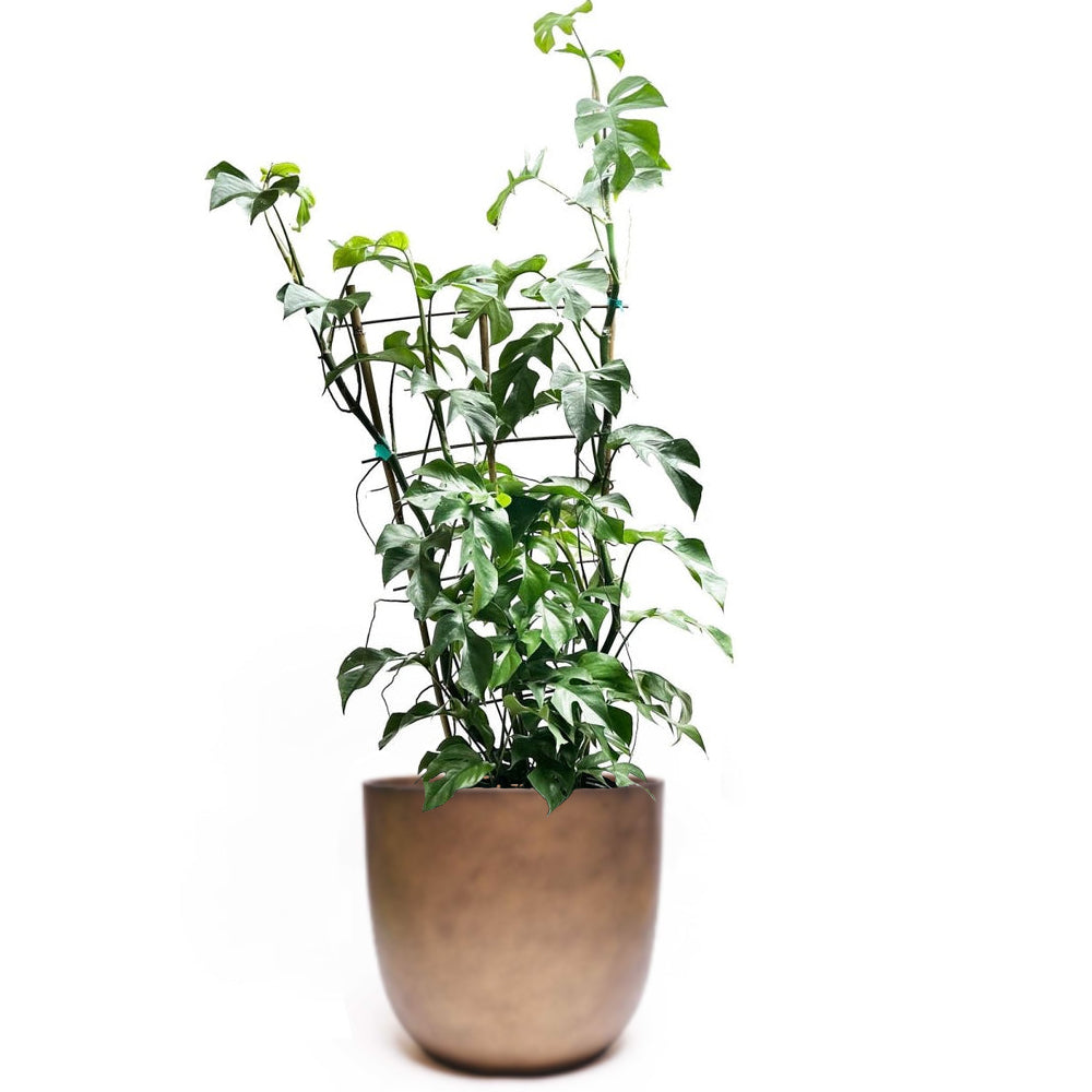 A thriving Mini Monstera from Chive Studio, with numerous leaves supported by small stakes, is growing in a simple, round, beige pot. Positioned near a north-east-facing window in a minimalist white setting, the scene emphasizes the plant's lush greenery.