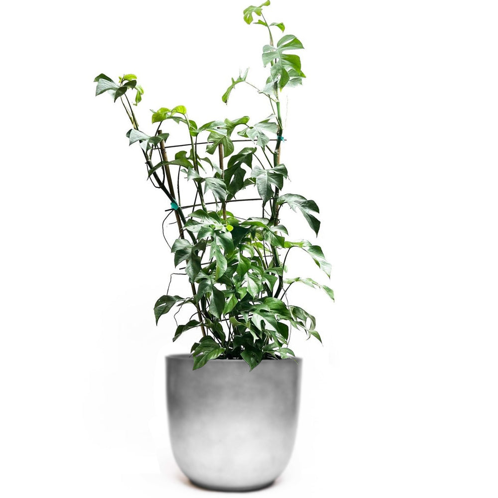 A lush Mini Monstera plant with elongated leaves from Chive Studio is thriving in a smooth, gray ceramic 10 inch pot in the living room. The plant's tall branches are supported with small clips to help it stand upright. The plain white background highlights the vibrant greenery.