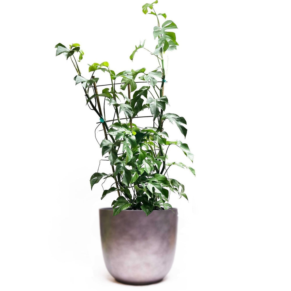 A lush green Mini Monstera from Chive Studio features an array of leaves in a tall, smooth, grey 10-inch pot. The plant's stems are supported by small stakes, allowing it to reach upwards with some leaves spreading out. Placed near a south-facing window in the living room, the vibrant plant stands out against the minimalist white background.